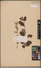 Foto von Salix aurita L. x Salix cinerea L.